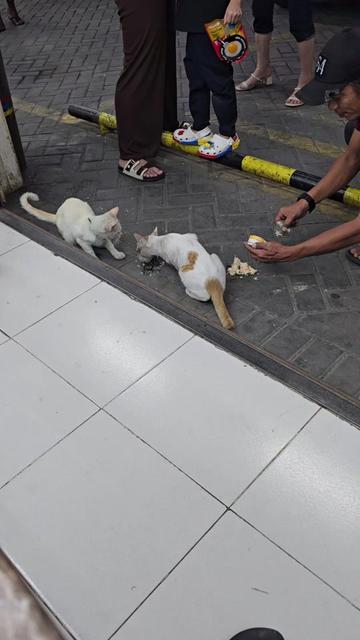 @Vdb petshop