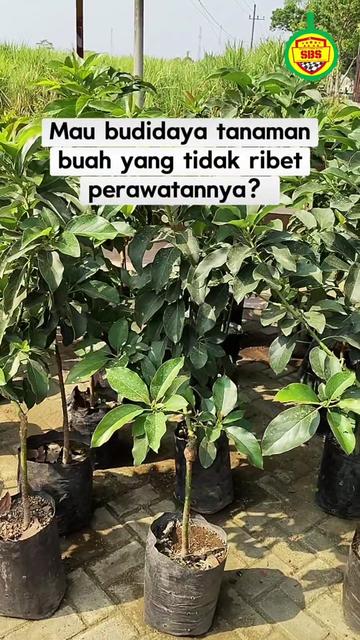 @Produksi Buah_SBS