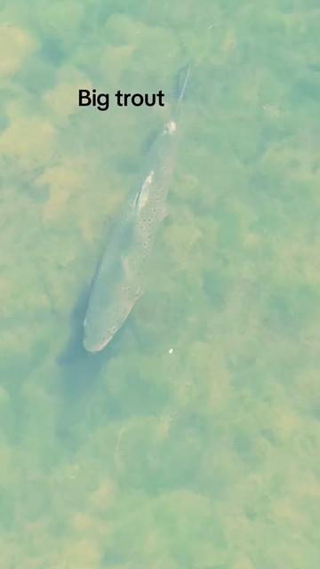 @Mental elf fishin
