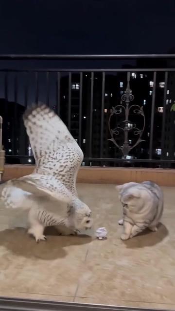 @Chonky World Of Cats