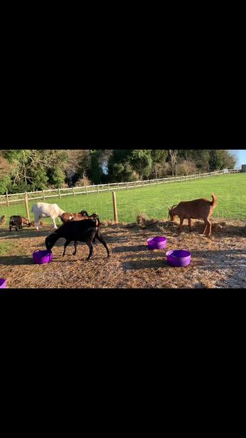 @Walnut Tree Farm