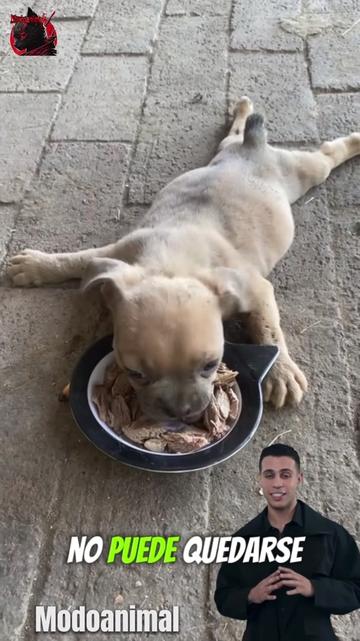 @Modoanimal