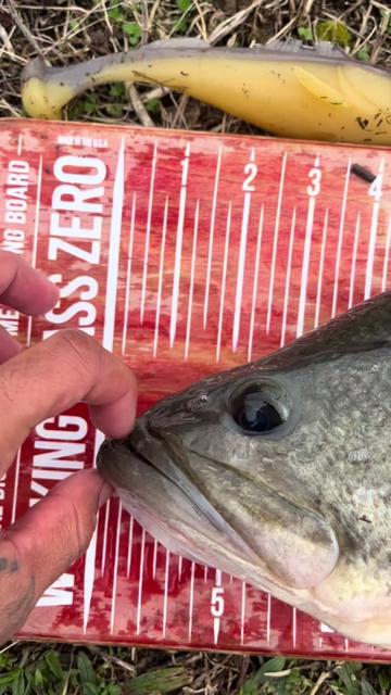 @Smokinbassfishing
