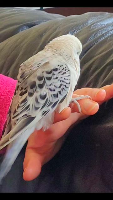 @Taha the Budgie