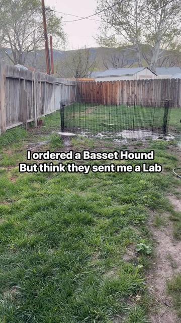 @ruledbyhounds