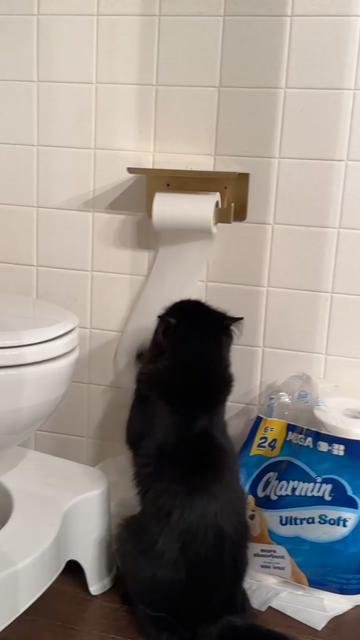 @three_meows_and_a_lady
