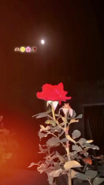 @بجار کی رانی❤️💗