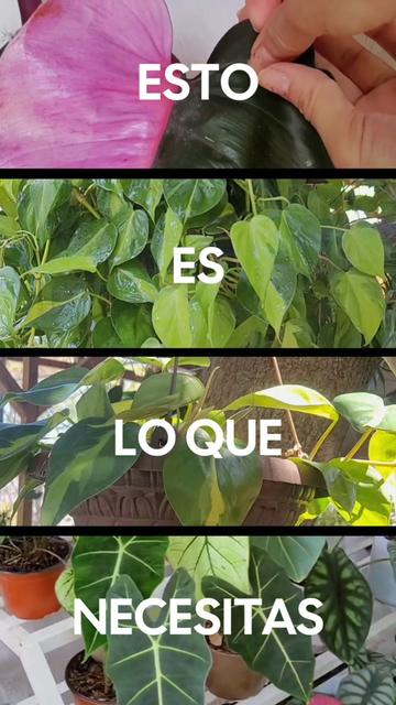 @Plantología🌿