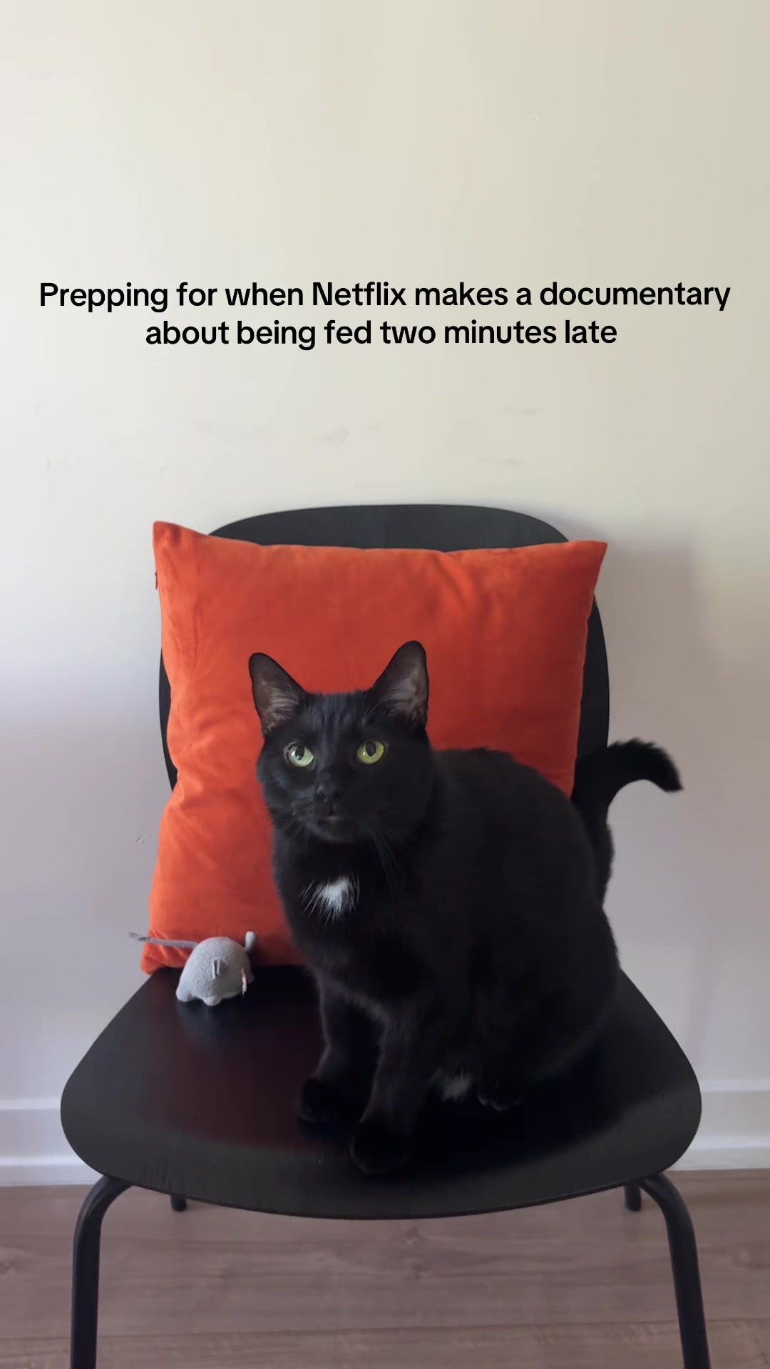 @ElaineTheCat