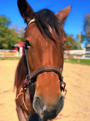 @Free Spirit Equestrian