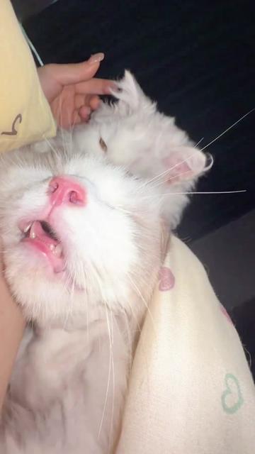 @Cute_kitten