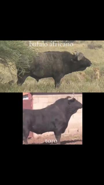 @oso
