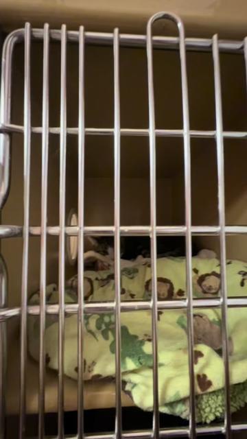 @Fancy Cats Rescue Team