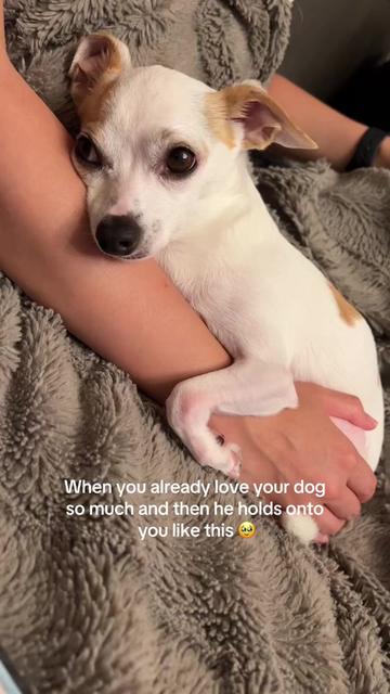 @Bao the Chihuahua