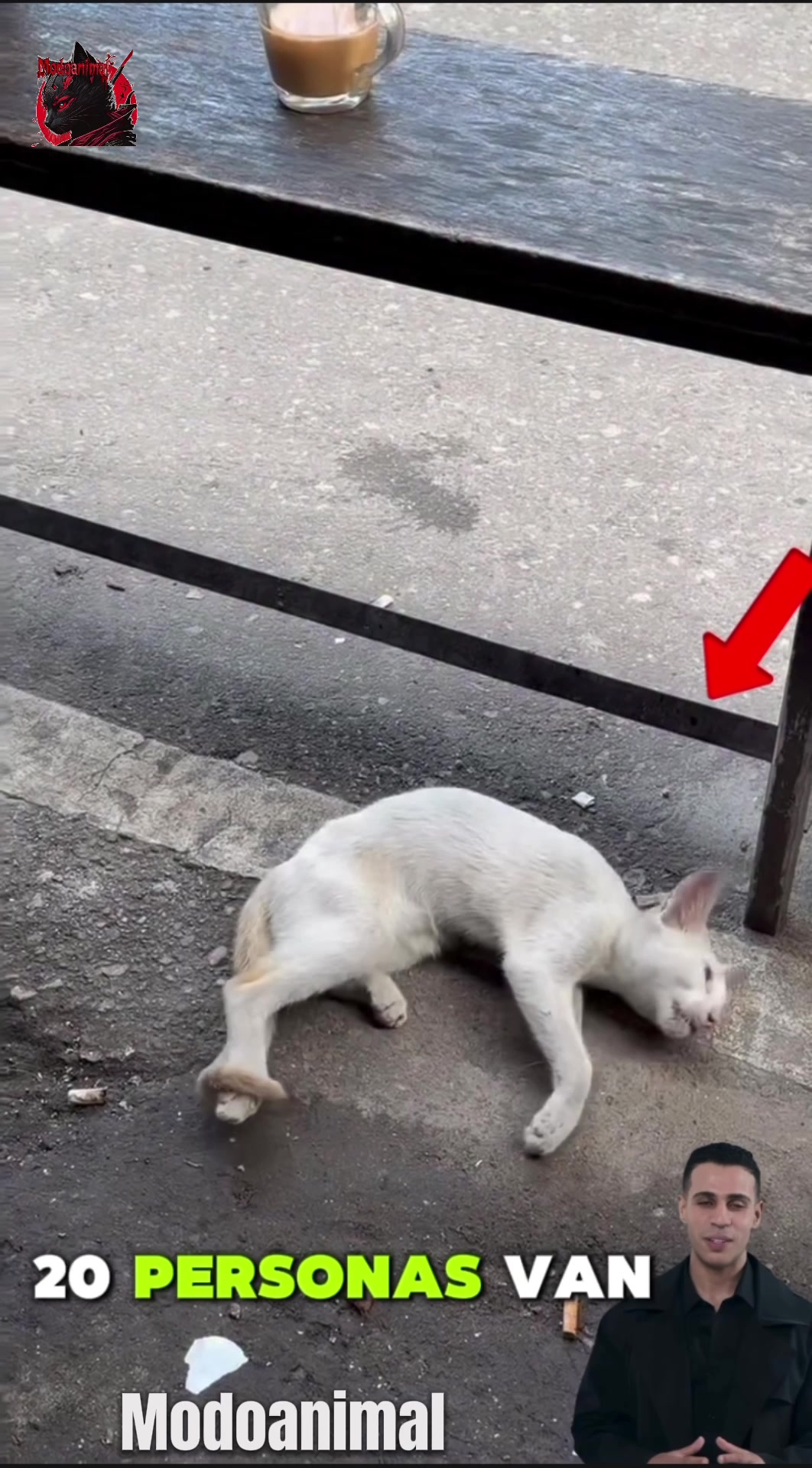 @Modoanimal