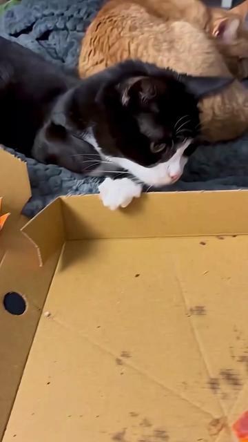 @catmood_dailymix