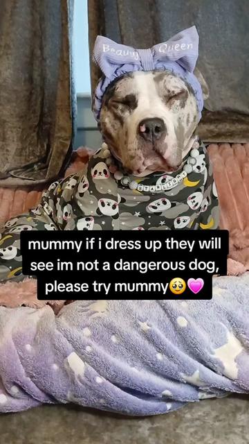 @kirsty+starlight the xl bully