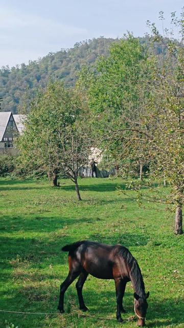 @Qəbələdə əmlak satışı