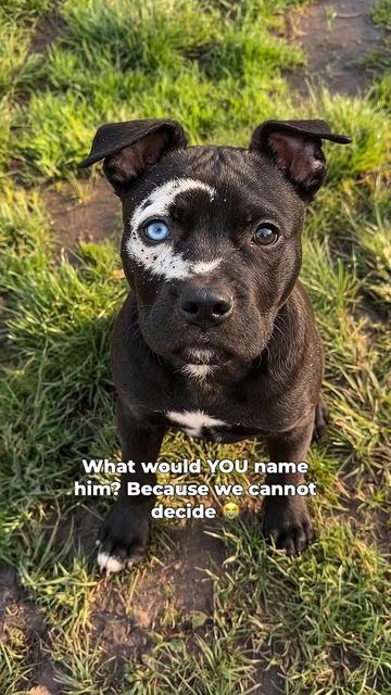 @moonfetches