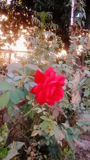 @संदीप जाटव 2