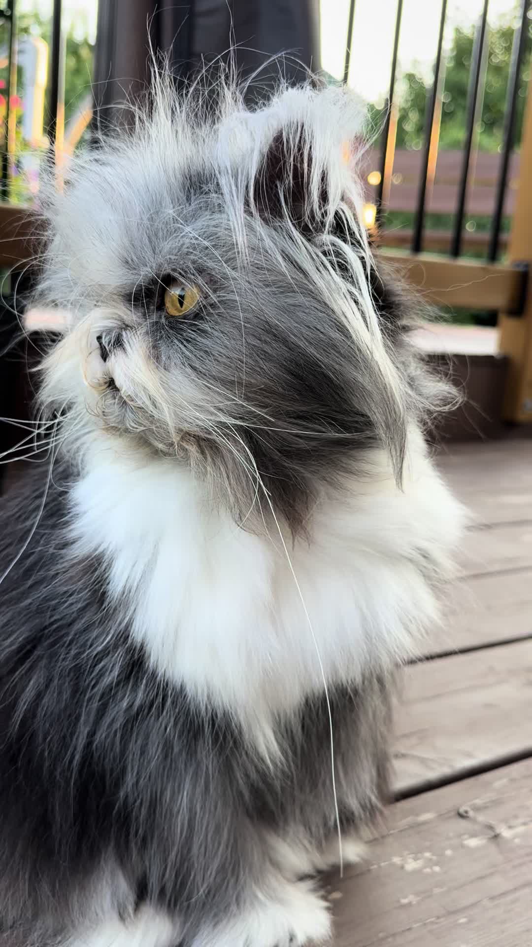 @atchoumthecat