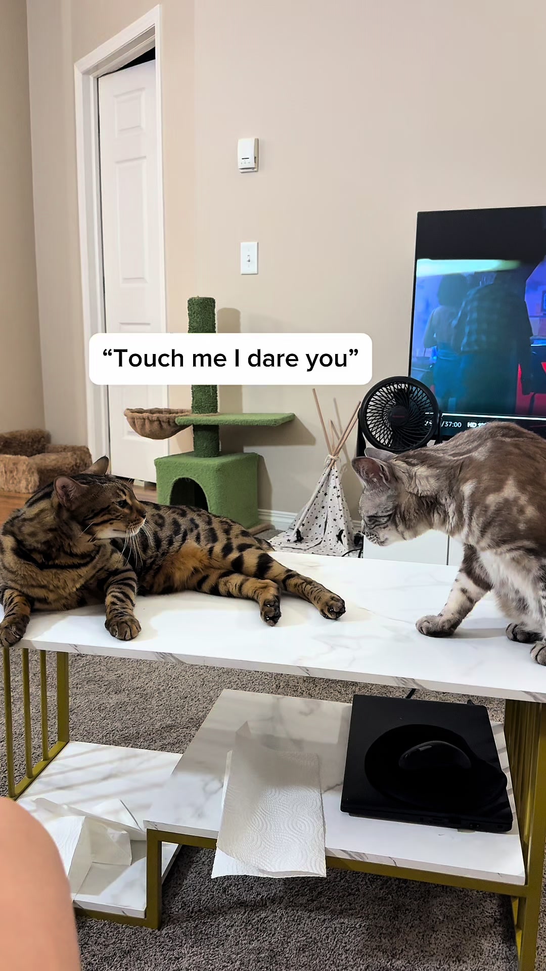 @Three Nawty Cats