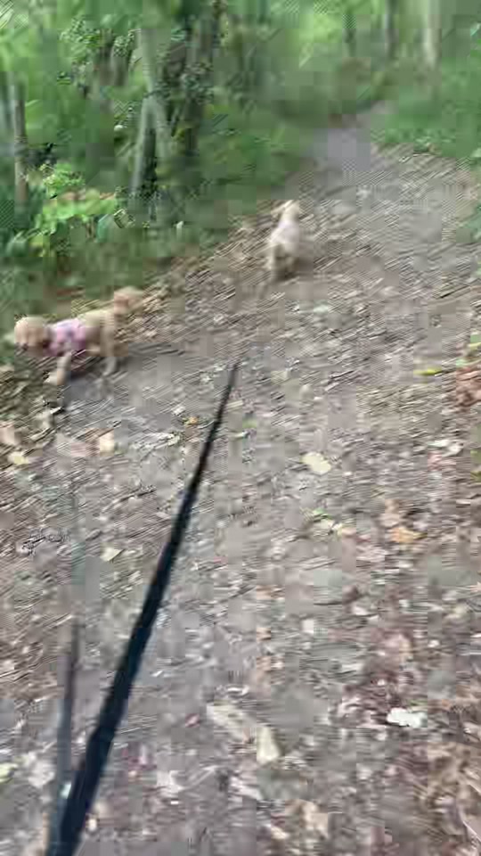 @tswoofwoof.co.uk