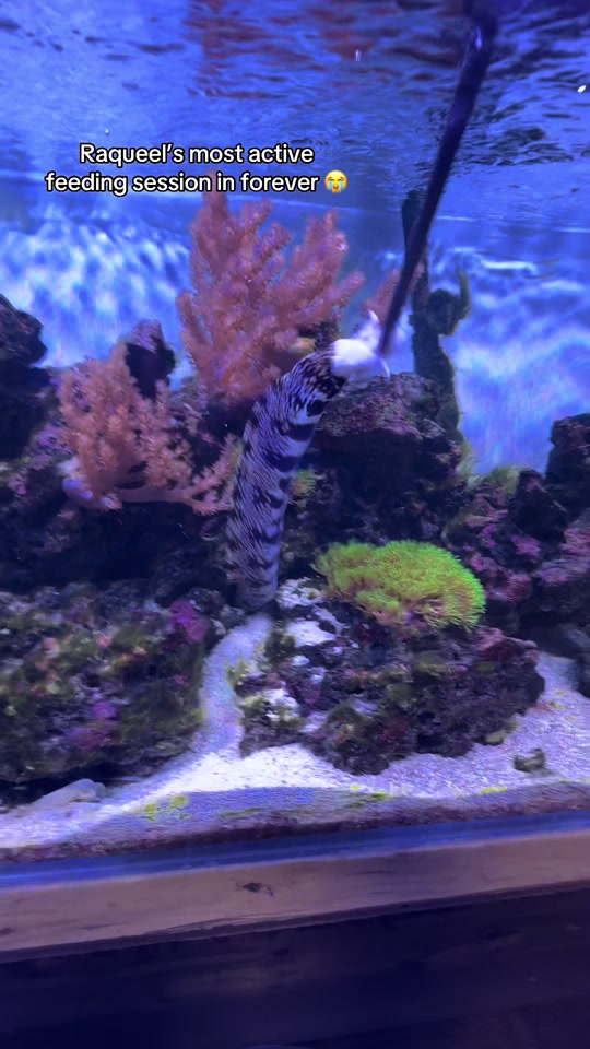 @ReefSync