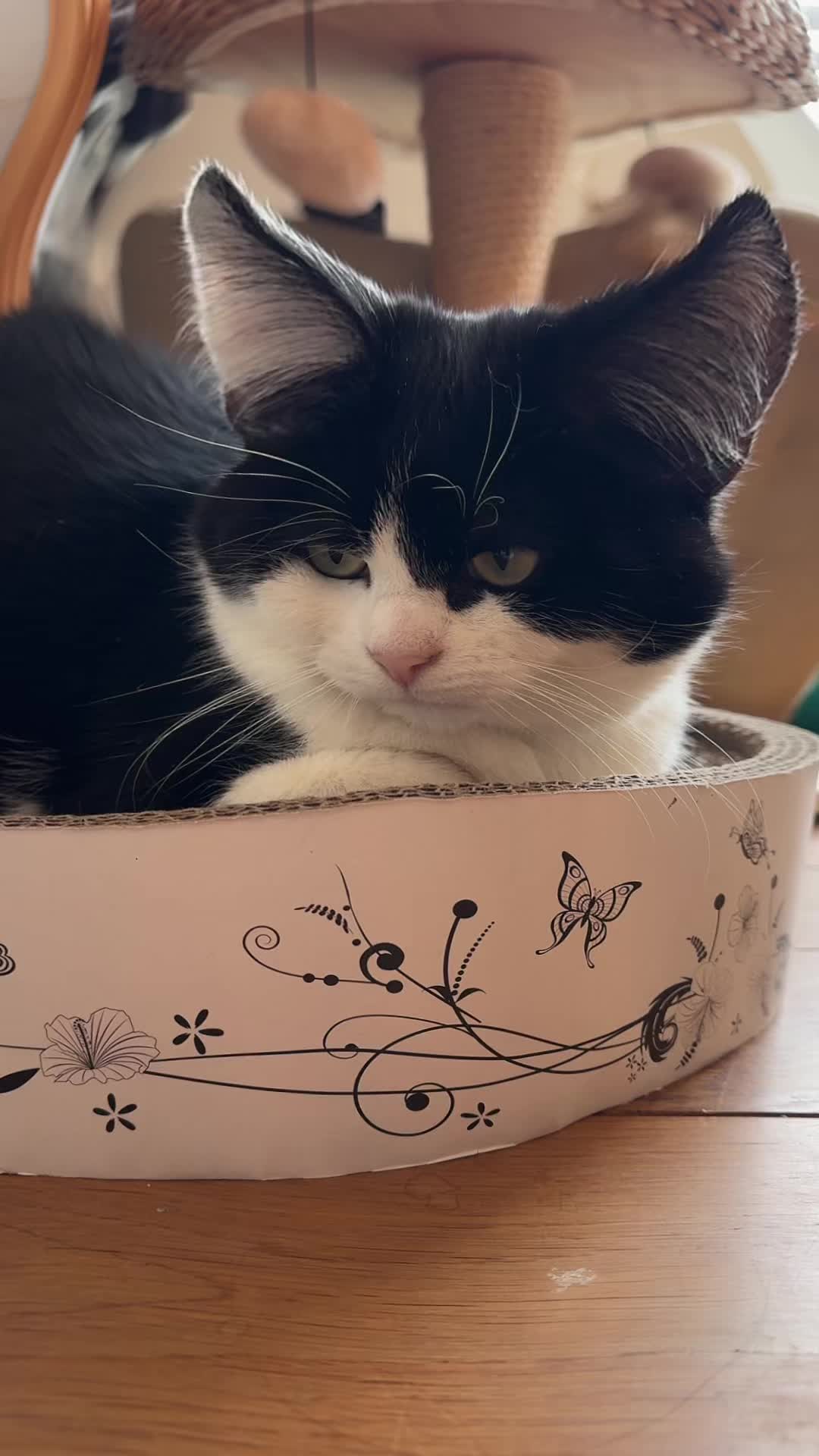 @Kobe the Kitty