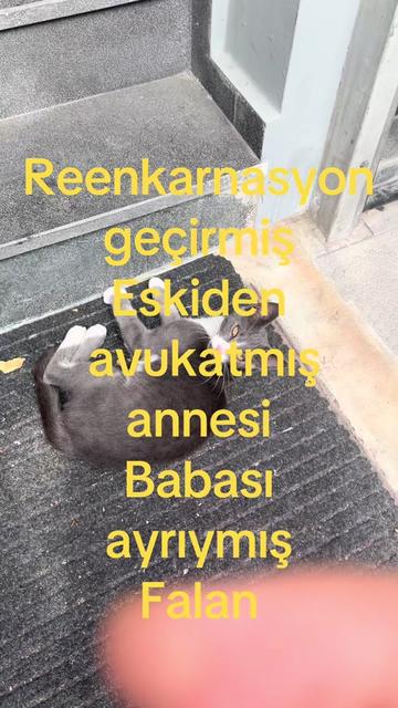 @adakTASAK