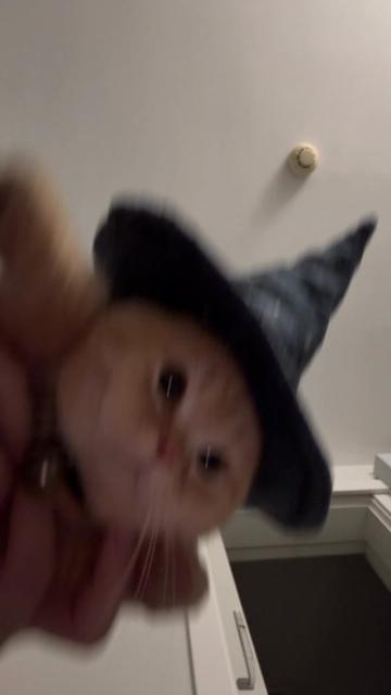 @Chonk The Fat Wizard Cat 🧙