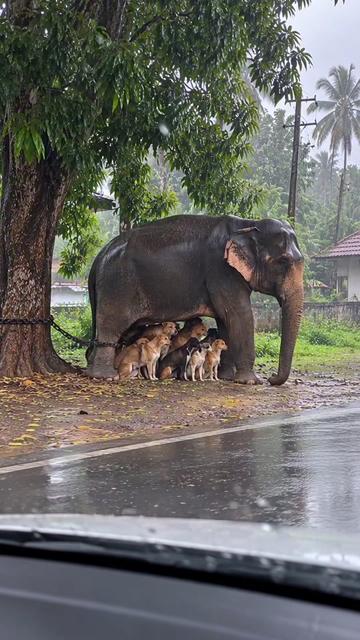 @nature.love.ai