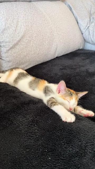 @- Alejandra 🐱💕