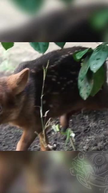 @FactChecker