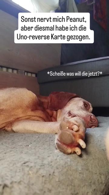 @PeanutundAponi🐶🐾