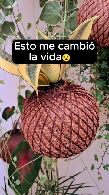 @Escuela de Kokedamas✅