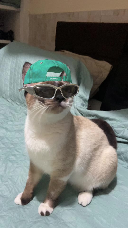 @Karoleos12gatos