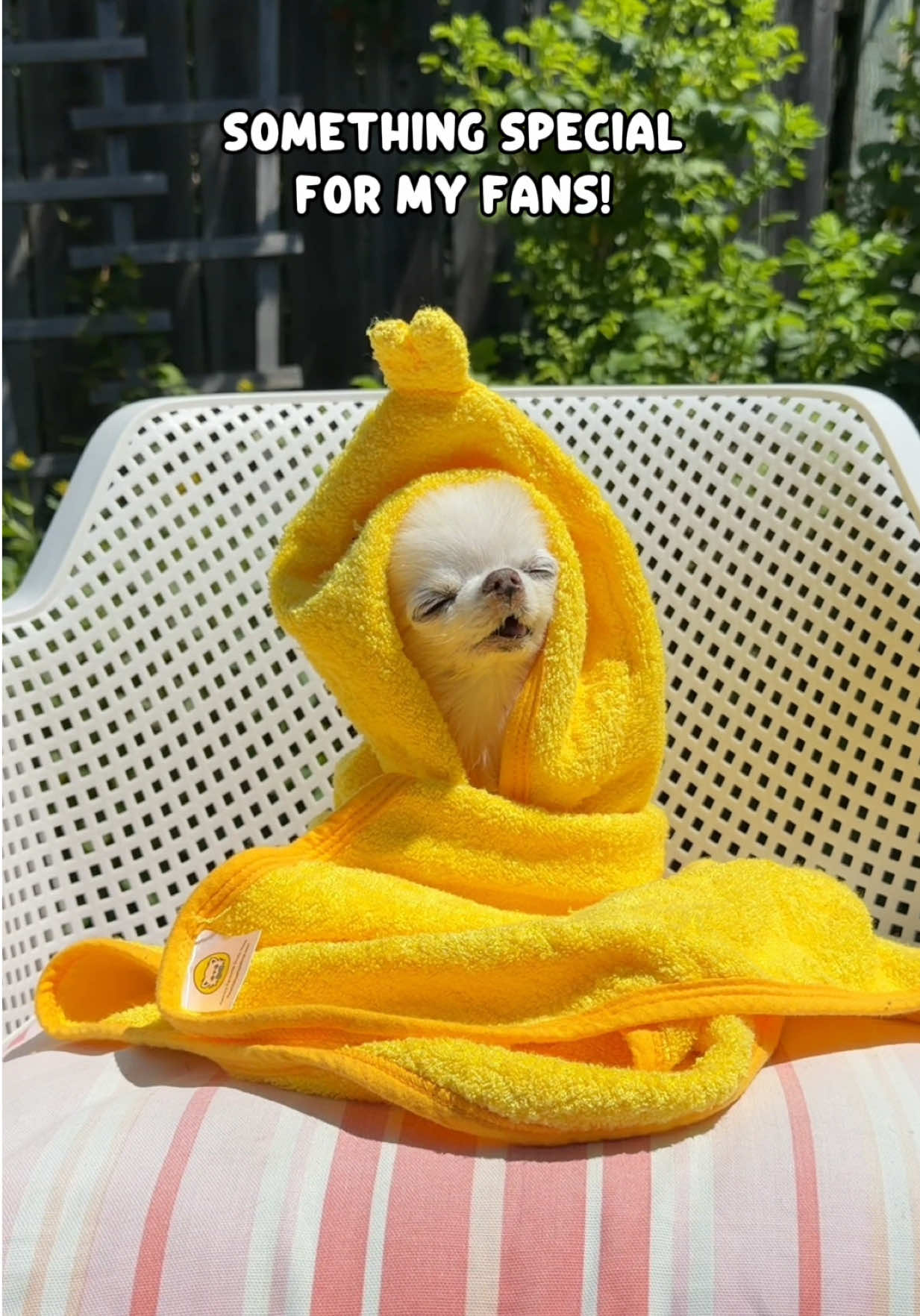 @Tiny Chihuahua Cedric & Maya
