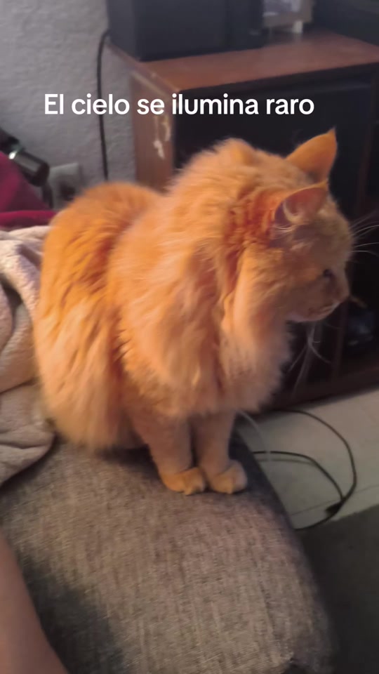 @CutiesCat House