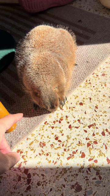 @Poppy the Prairie Dog