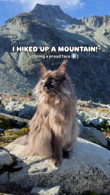 @Mugen the Maine Coon 🇨🇦