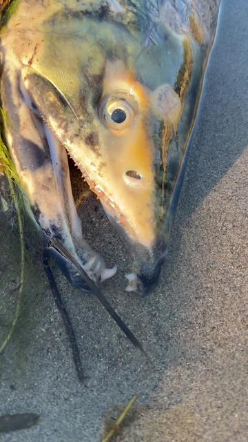 @yves