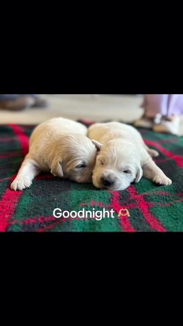 @Furry Tailed Friends NC