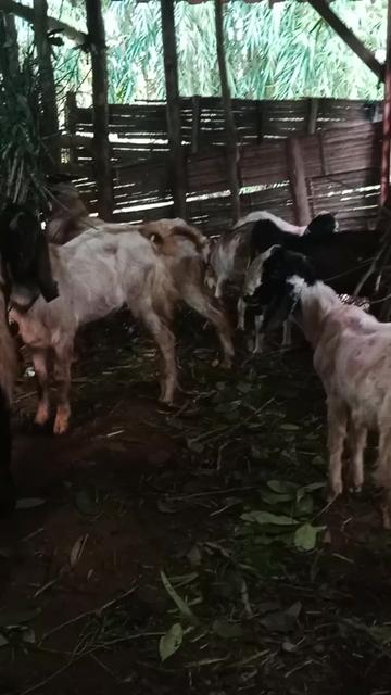 @Juragan Kambing