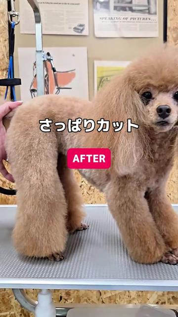@Svans（スバンス）｜トリマー向けシザー&バリカン専門