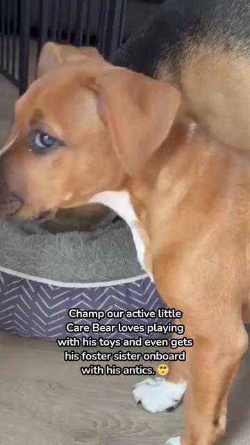@Auckland Puppy Rescue