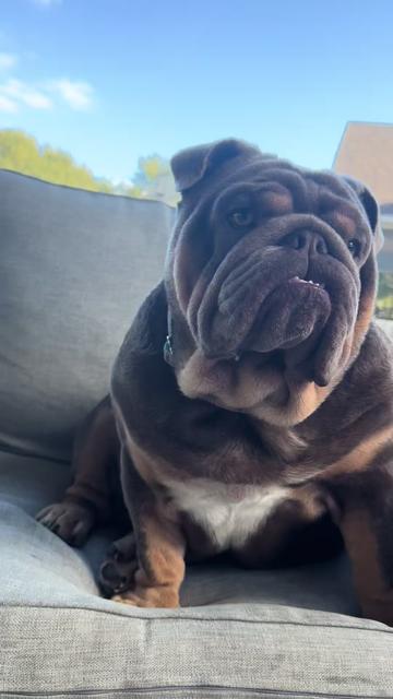 @RawlsTheBulldog