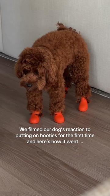 @Lilo The Cockapoo