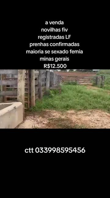 @marketing_do_gado