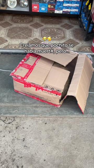 @Cabezotas 🐶